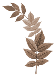 Daun Bali