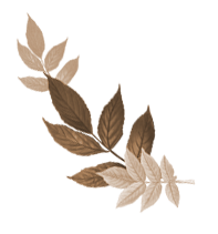 Daun Bali